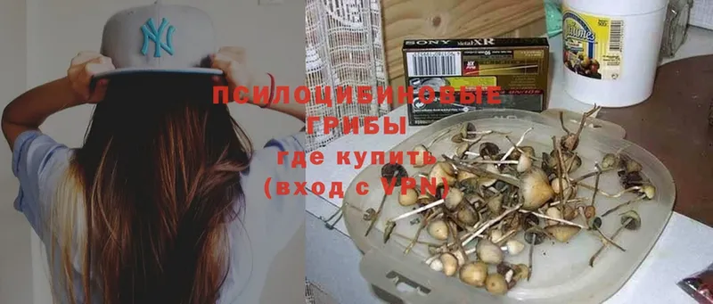 omg ссылка  наркотики  Урюпинск  Псилоцибиновые грибы Psilocybe 