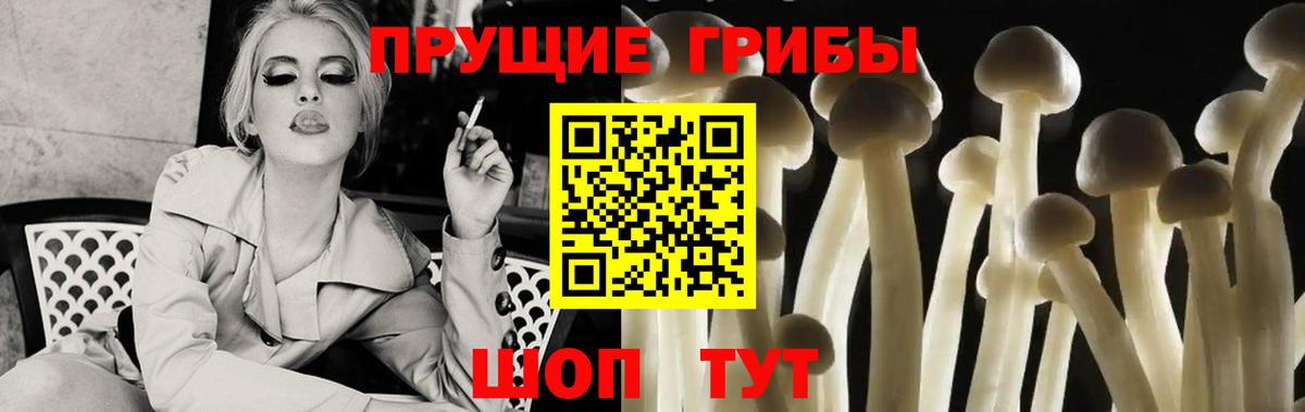 Псилоцибиновые грибы Psilocybe Урюпинск